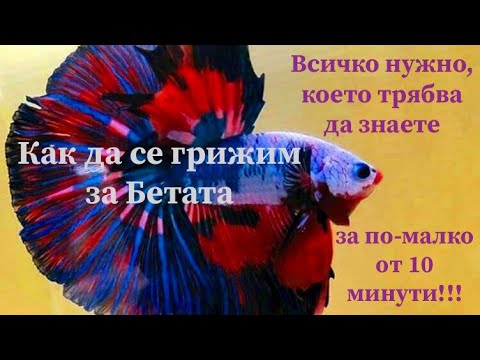 Видео: Как да се грижим за щастлива Бета??! | ИНФО РИБОК #1