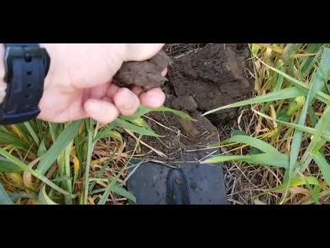 Видео: Что выбрать? No-till ? Классика? Серия 3.  Осмотр посевов