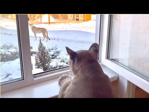 Видео: Ромео на подоконнике. Пума Месси флиртует с Гердой.