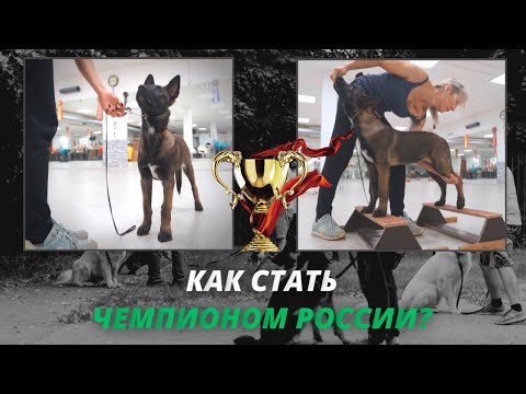 Видео: Как сделать из щенка чемпиона? Ринговая подготовка к выставке собак.