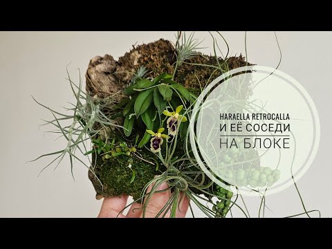 Видео: Haraella retrocalla Хараелла ретрокала и её соседи на пробковом блоке.