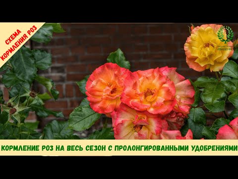 Видео: Схема кормления роз на весь сезон, с использованием пролонгированных удобрений. Питомник Е. Иващенко