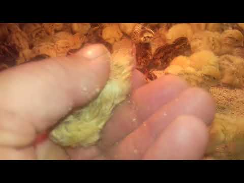 Видео: Результат инкубации без переворота и охлаждения!