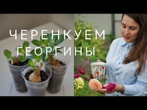 Видео: ЧЕРЕНКУЕМ ГЕОРГИНЫ ВЕСНОЙ