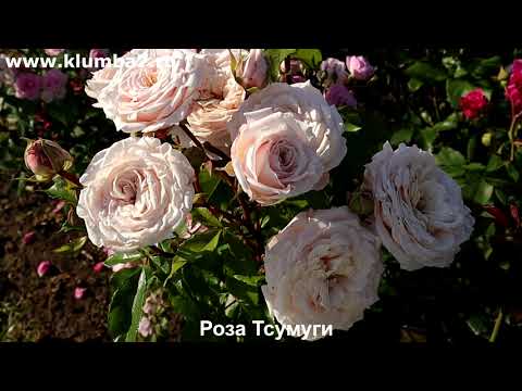 Видео: Розы, сорта Новинки - цветение лето 2025, мои фавориты - Роза Тсумуги и роза Миколь Фонтана.