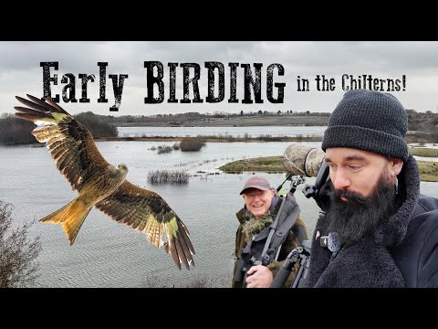 Видео: Ранняя пташка в Чилтернсе!