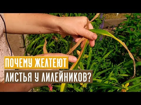 Видео: Почему желтеют листья у лилейников? Как с этим бороться? / Садовый гид