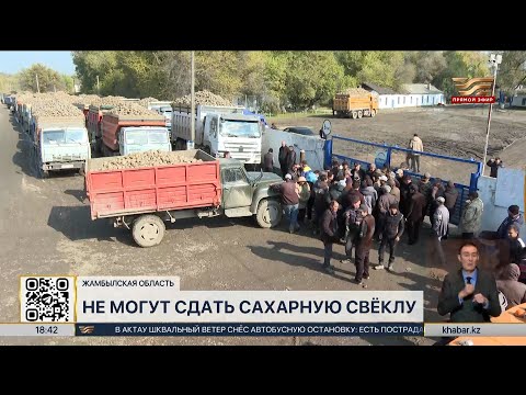 Видео: Жамбылские фермеры не могут сдать сахарную свеклу