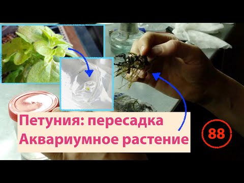 Видео: [88] Пересадка петунии. Клонирование роз. Меристема голубики проснулась! Аквариумное растение