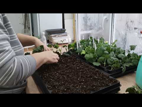 Видео: Посадка черенков пеларгонии.