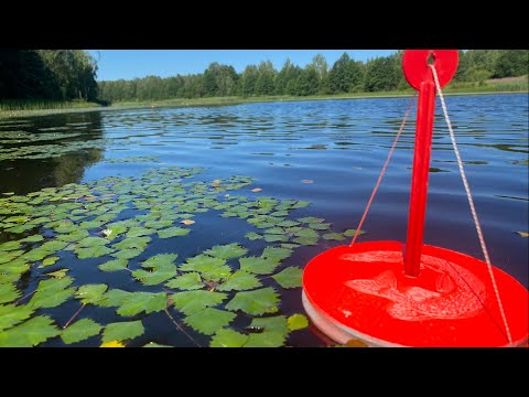 Видео: ЛОВЛЯ ЩУКИ НА КРУЖКИ!!! ОЛИЧНАЯ РЫБАЛКА!!!