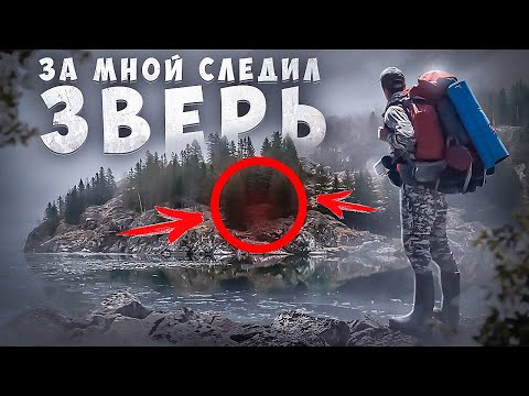 Видео: СТОЛЬКО ЗВЕРЬЯ Я НЕ ОЖИДАЛ, КИШАЩАЯ ДОЛИНА!
