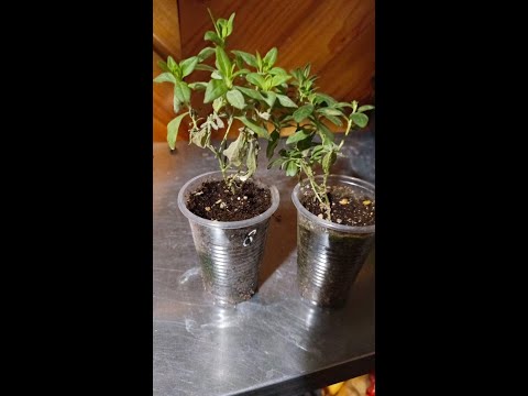 Видео: КАЛИБРАХОА СБРАСЫВАЕТ ЛИСТЬЯ КАК СПАСТИ КАЛИБРАХОА