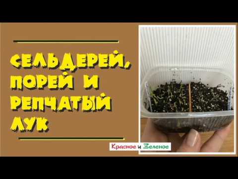 Видео: Пять способов подготовки к посеву семян лука и сельдерея. Сравним!