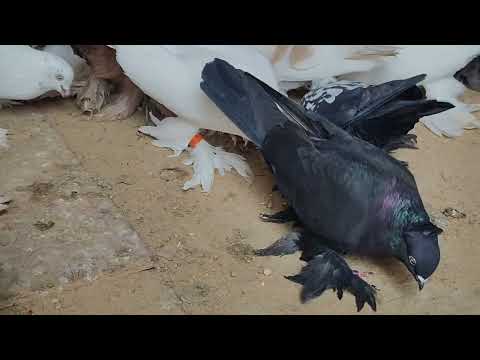 Видео: 29 октября 2025 г.