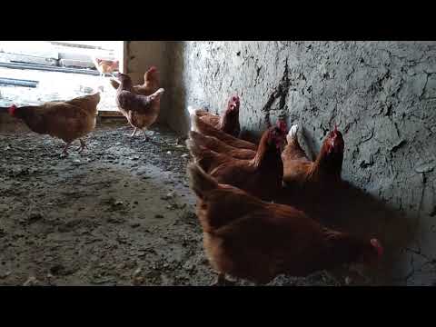 Видео: Ломан Браун тауыктарынан пайда бар ма?