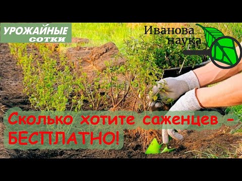 Видео: Размножение ЛЮБЫХ кустарников и даже РОЗ без черенков, питомника и стимуляции. Очень простой метод!