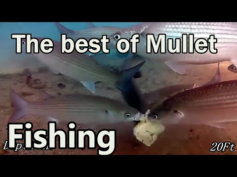 Видео: Ловля крупной кефали на хлебную наживку #рыбалка #наживка #ловлякефали