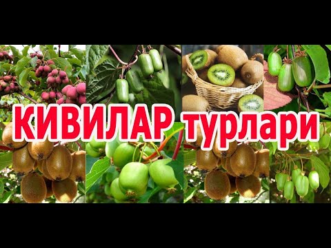 Видео: Киви кўчатлари турлари.Хар хил жойларга экилган кўринишлари.(99) 700 40 40