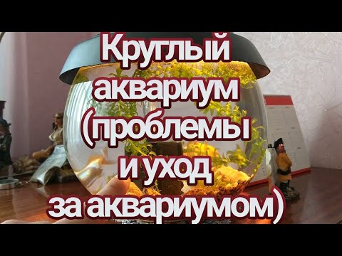 Видео: Круглый аквариум (проблемы и уход за аквариумом)