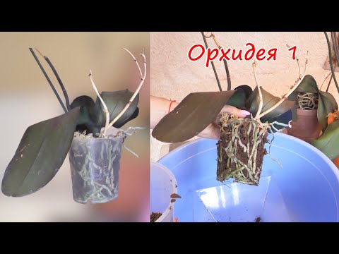 Видео: Орхидея Гербарий. Восстановить корни, листья ПРОСТО.