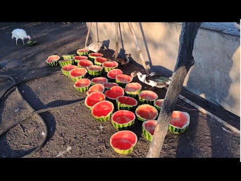 Видео: STOP! Ніколи не повторюйте ... Самогон из арбузов урожая 2021 года.