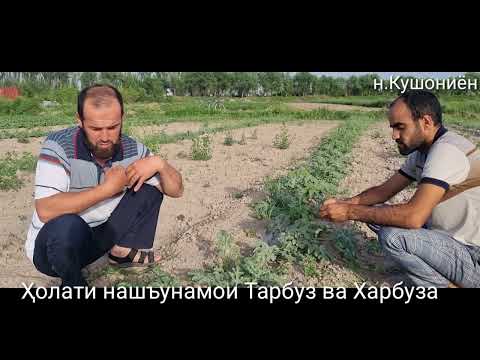 Видео: Тарбузи барвақти ба капелни орошени дар н.Кушониён Миракл F1 Лусинда F1 Раймонд F1