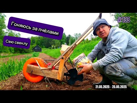 Видео: Сделал сеялку точного высева, сею свеклу. Гоняюсь за пчелами.