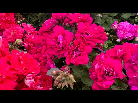 Видео: Пеларгонии цветут как бешеные 💚💚💚 обзор 29.07.2025 https://t.me/Pelar_gonia мой телеграмм канал🫶