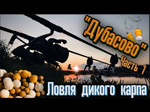 Видео: КАРПФИШИНГ. ДУБАСОВО ЧАСТЬ 1 «ЛОВЛЯ ДИКОГО КАРПА»