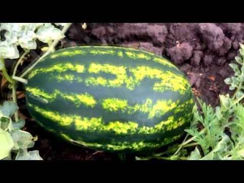 Видео: СИНГЕНТА РУЛИТ . Каристан, Мирсини и не только. Кадры из прошлых видео .