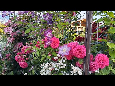 Видео: Клематисы в моем саду с названиями. Северо-Запад.