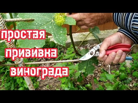 Видео: Простая прививка винограда.