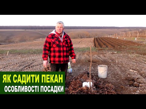 Видео: №195 Посадка саджанця пекана: що робити, щоб добре прижився