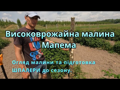 Видео: Високоврожайна малина Мапема. Шпалера для малини.