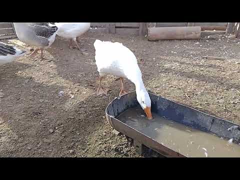 Видео: 6 октября, гуси в нашем хозяйстве 