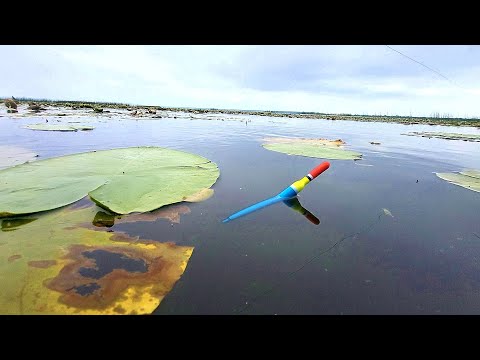 Видео: РЫБАЛКА НА ПОПЛАВОК В КУВШИНКАХ. Эта БЕЛЬ НЕ Дает Забросить!