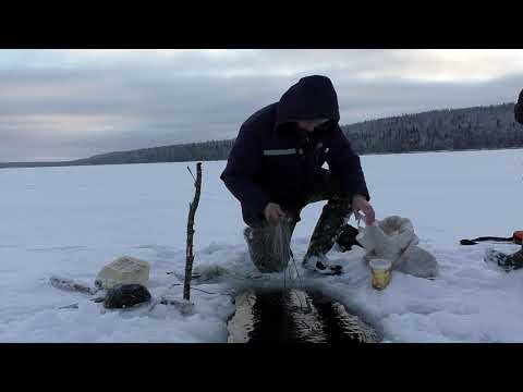 Видео: ЛОВЛЯ РЯПУШКИ-ОЧЕРЕДНОЙ ВЫЕЗД / ПРОВЕРКА СЕТЕЙ / ТАЁЖНЫЕ ГОСТИ