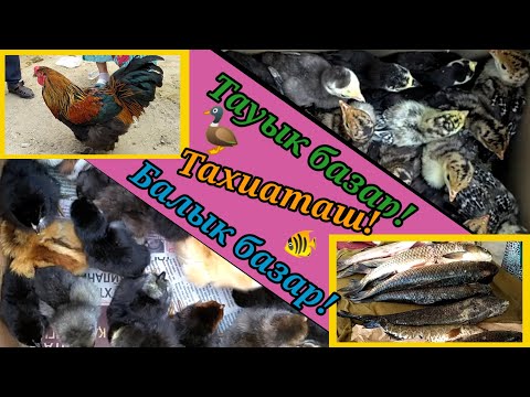 Видео: 🦃ТАУЫК🐓🐬БАЛЫК БАЗАР#тахиаташ#каракалпакистан#узбекистан#казакстан#базар#рынок#курица#кролик#рыба