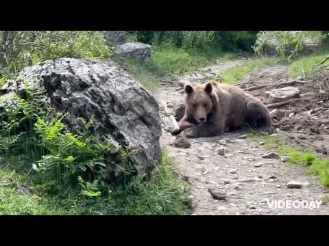 Видео: Мечка заглавенa во бачило на Шар Планина: беше изморена и исплашена, ја ослободивме по три часа