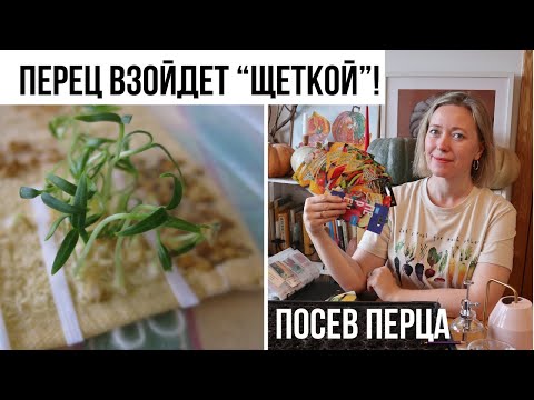 Видео: Всегда успешный посев перца на рассаду!