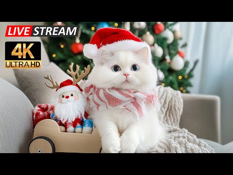 Видео: Расслабляющая музыка для сна для кошек 🐱 Успокаивающие звуки рождественского фортепиано, которые ...