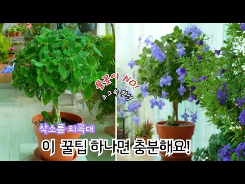 Видео: [4K] Апрельские новости о цветах в комнатных садах