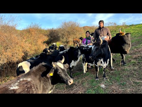 Видео: Повседневная работа кочевников: подача соли коровам и дезинфекция телят