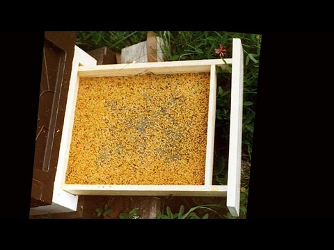 Видео: Донный пыльцесборник Sun dance