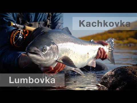 Видео: Ловля нахлыстом семги на Лумбовке и Качковке