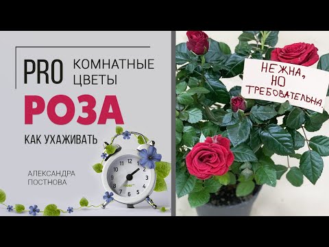 Видео: Комнатная роза. Это нужно знать обязательно.