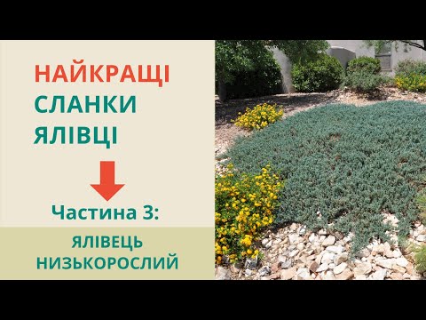 Видео: МОЖЖЕВЕЛЬНИК ГРУНТОПОКРЫВНОЙ - сорта и идеи использования. Стелющиеся можжевельники как газон.