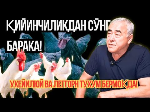 Видео: Қийинчилик ортидан барака келди — Ухейилюй ва Леггорн тухум бермоқда