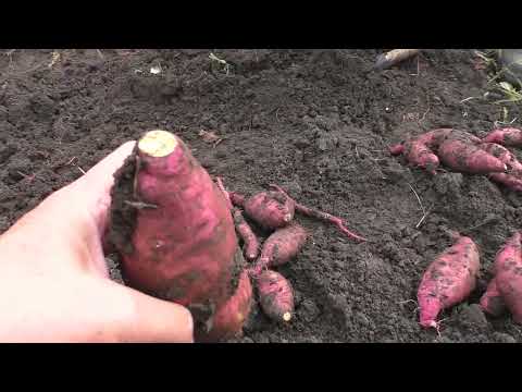Видео: Урожай БАТАТ в 2025 году .✅ Как ХРАНИТЬ Батат ?